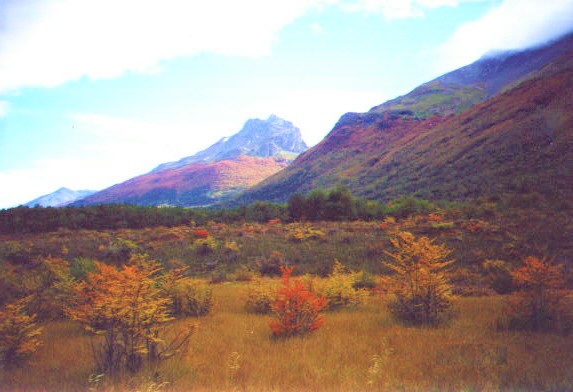 Autumn Trees!