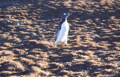 Lonely 'Traumatized' Penguin!