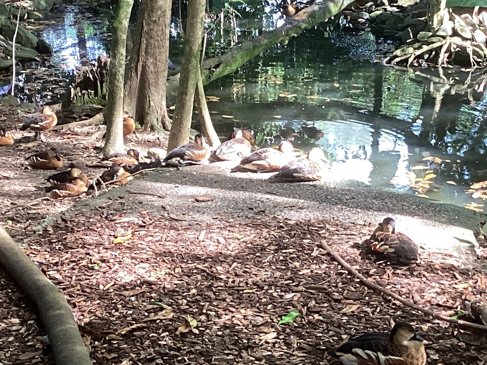 Port Douglas Tour