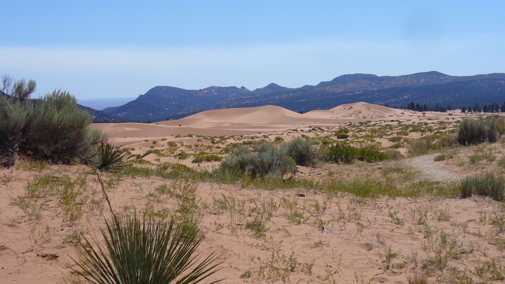 Coral Sands Dunes