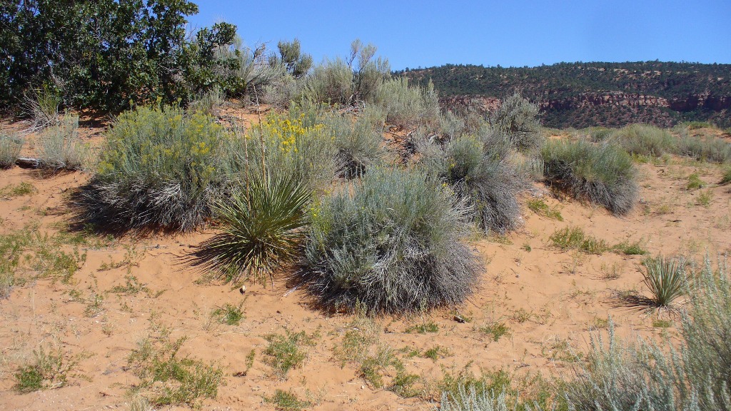 Coral Sands Dunes