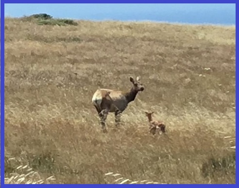 Tule Elk - Point Reyes 