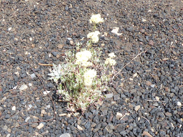 Craters of the Moon