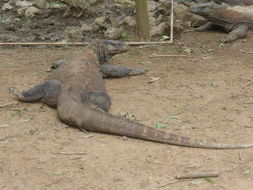 Komodo Dragon