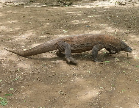 Komodo Dragon