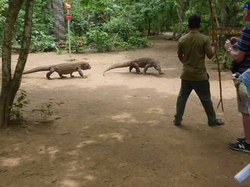 Komodo Dragon