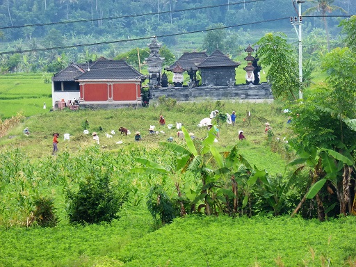 Rice Paddi Fields