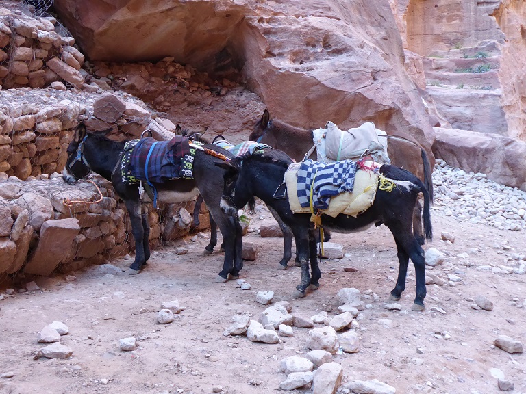 Petra Petra