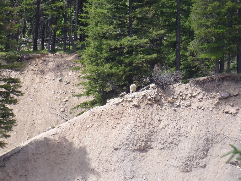 Mountain Goats