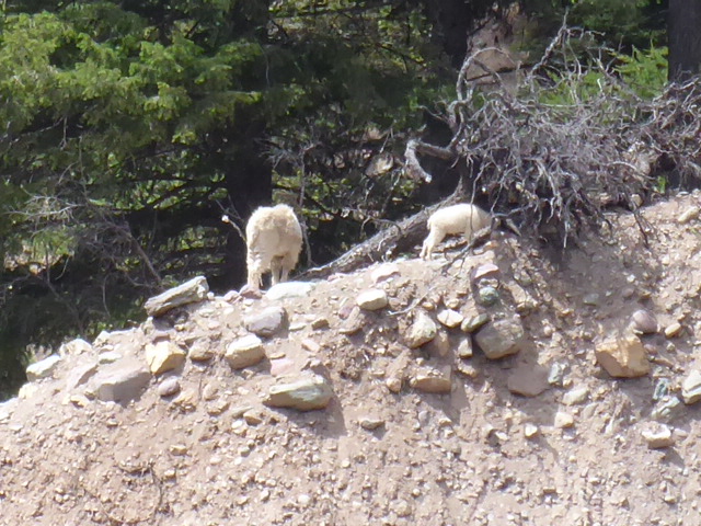 Mountain Goats