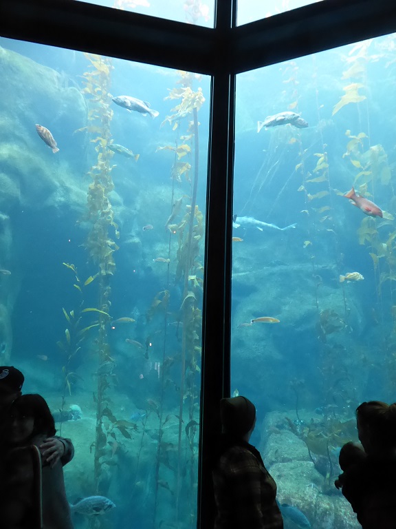 Monterey Bay Aquarium