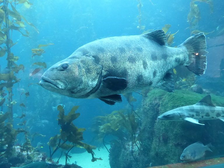 Monterey Bay Aquarium