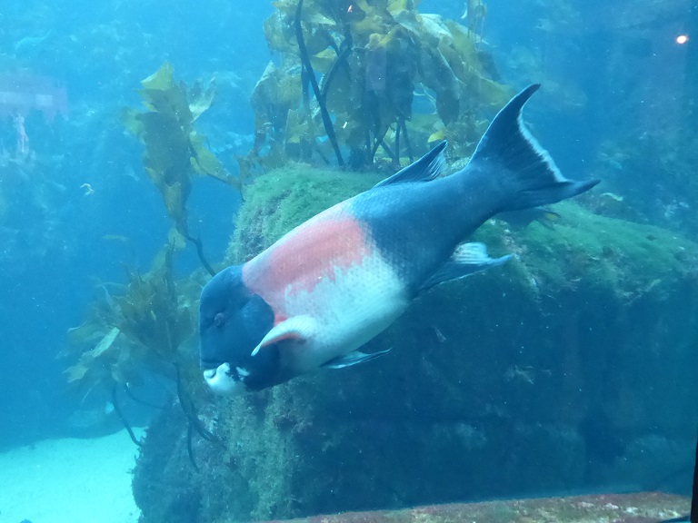 Monterey Bay Aquarium