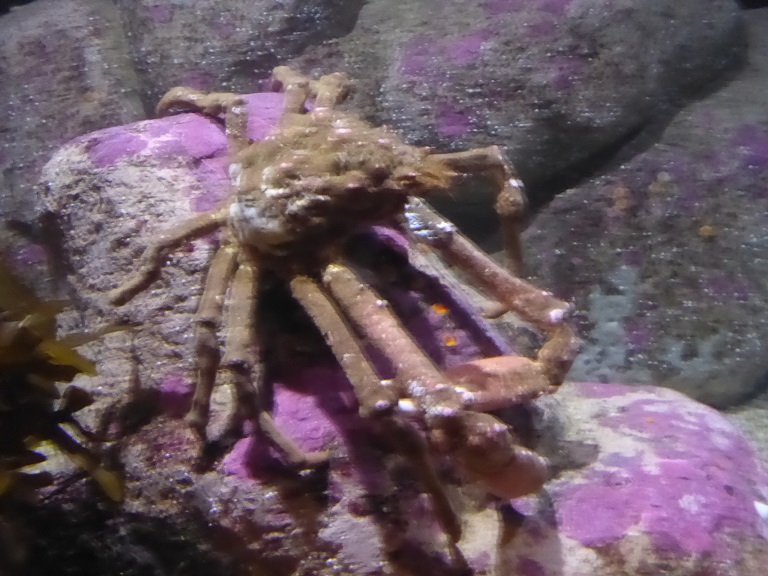 Monterey Bay Aquarium