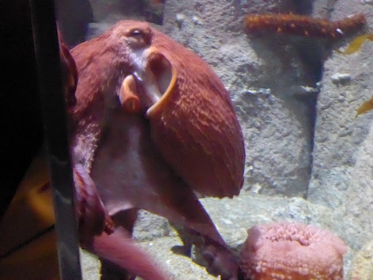 Monterey Bay Aquarium