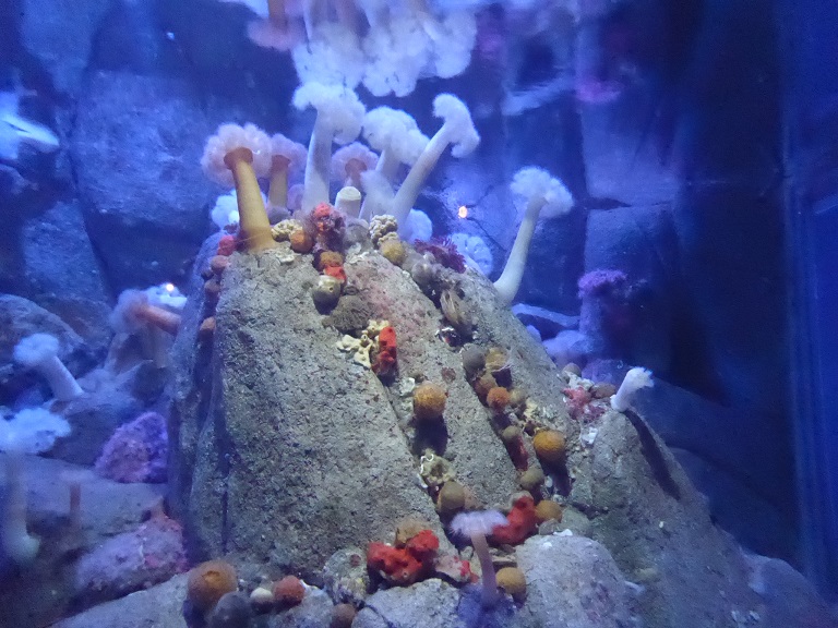 Monterey Bay Aquarium