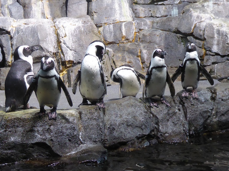 Monterey Bay Aquarium