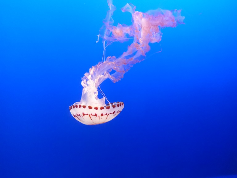 Monterey Bay Aquarium