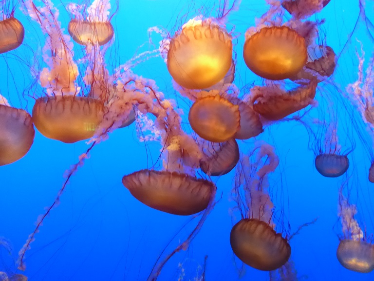 Monterey Bay Aquarium