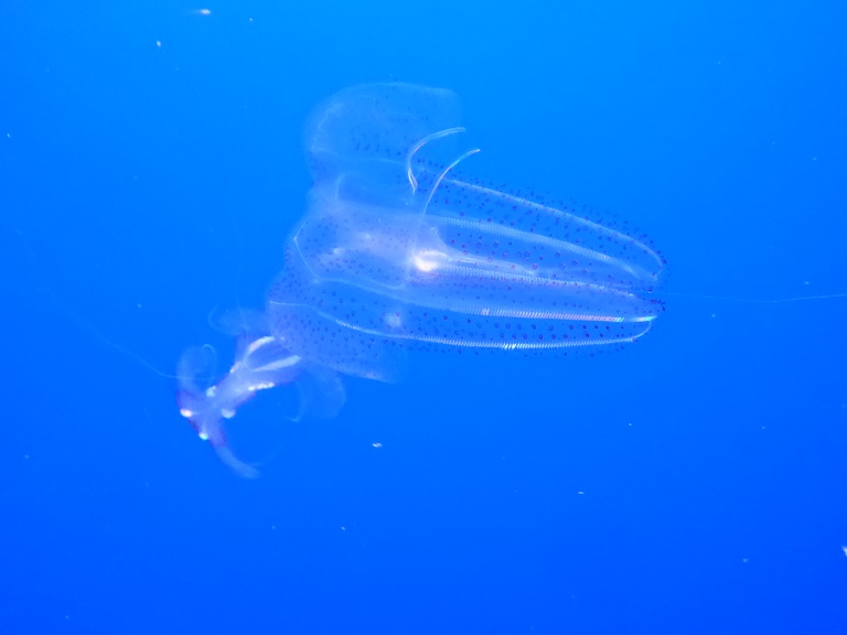 Monterey Bay Aquarium