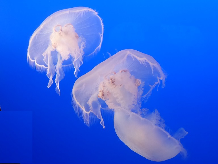 Monterey Bay Aquarium