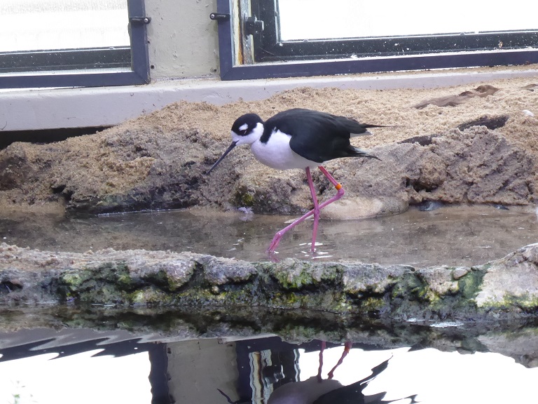 Monterey Bay Aquarium