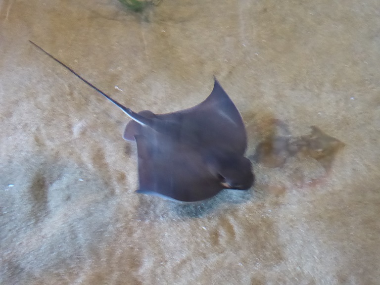 Monterey Bay Aquarium