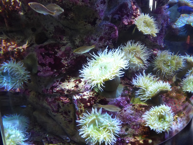 Monterey Bay Aquarium