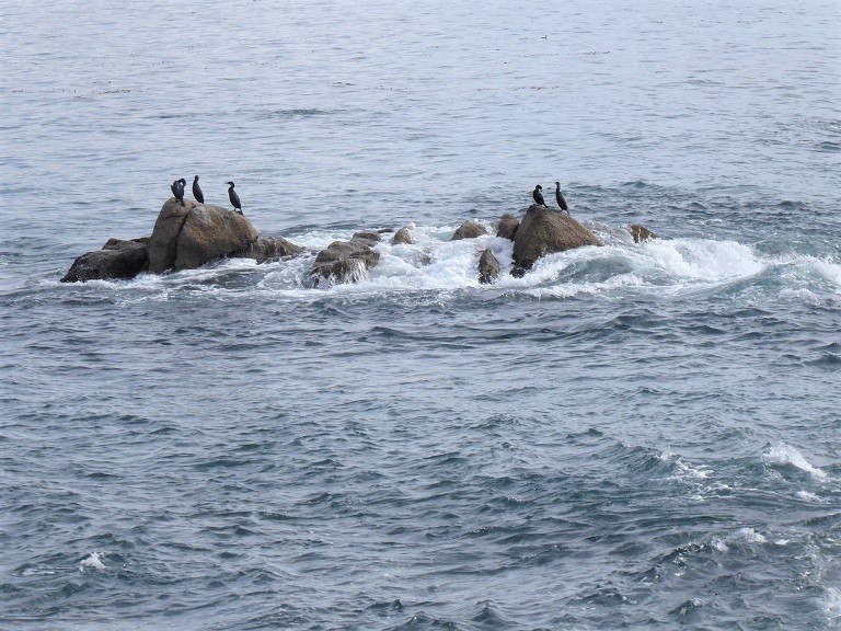 Monterey Bay Aquarium