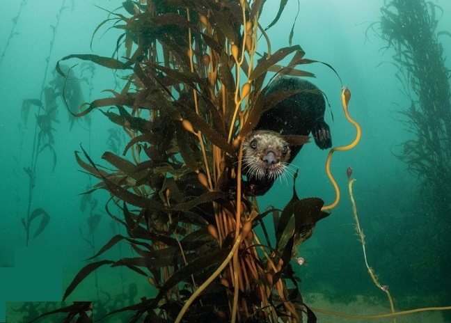 Monterey Bay Aquarium