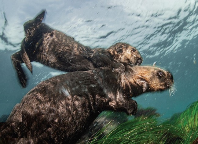 Monterey Bay Aquarium