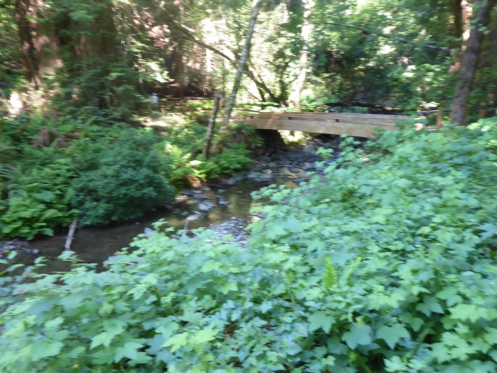 Muir Woods Tour