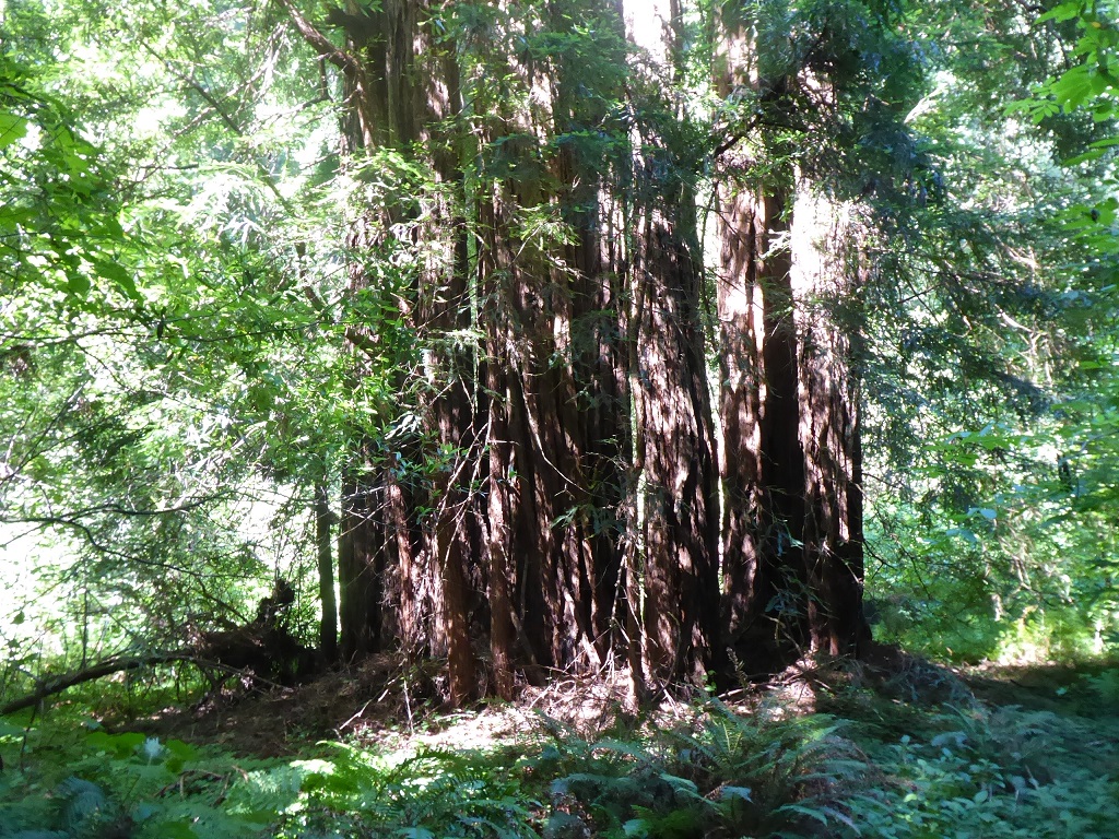 Muir Woods Tour