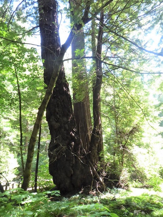 Muir Woods Tour