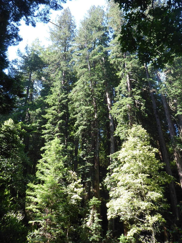 Muir Woods Tour