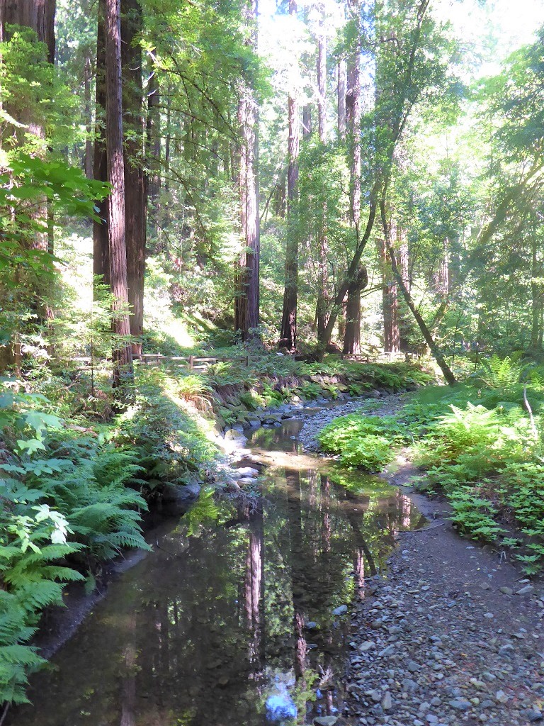 Muir Woods Tour
