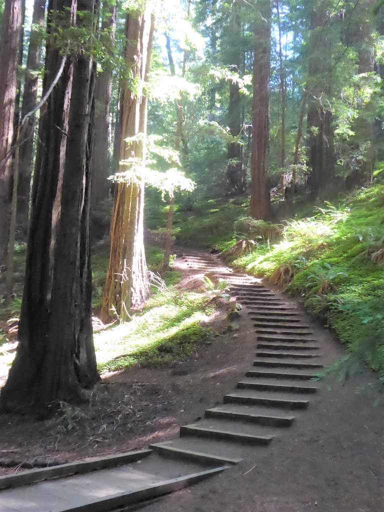 Muir Woods Tour