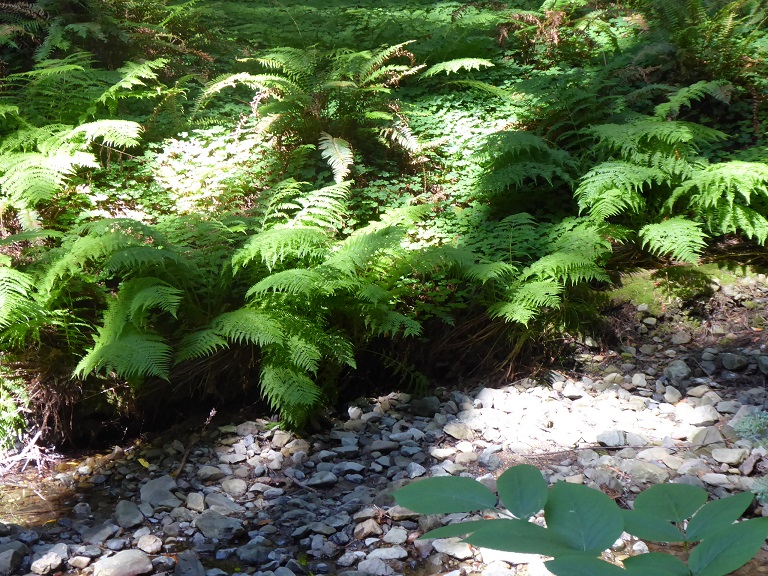 Muir Woods Tour