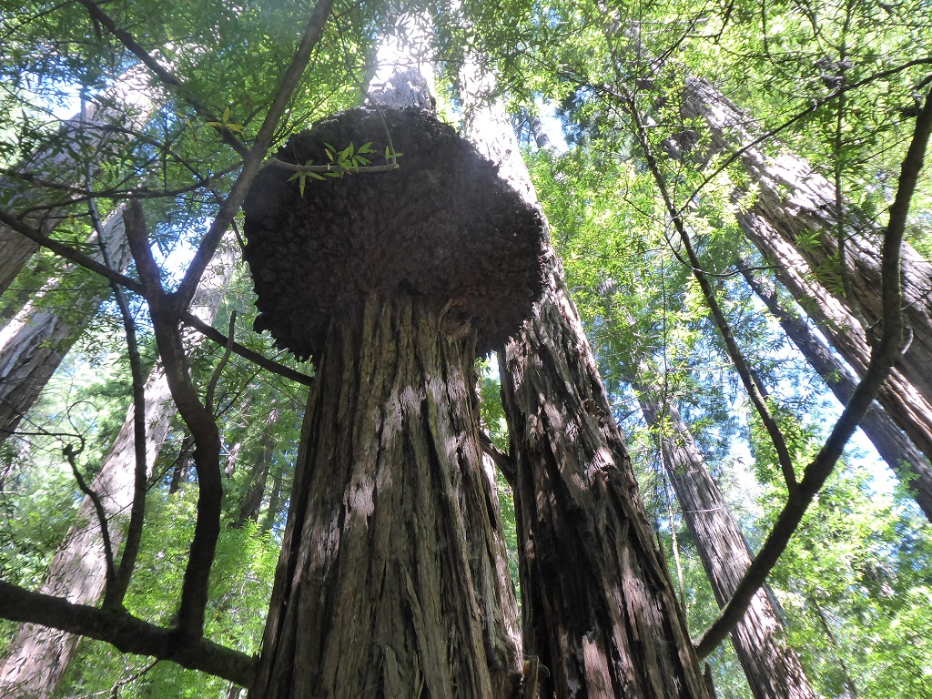 Muir Woods Tour