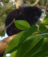 Howler Monkeys