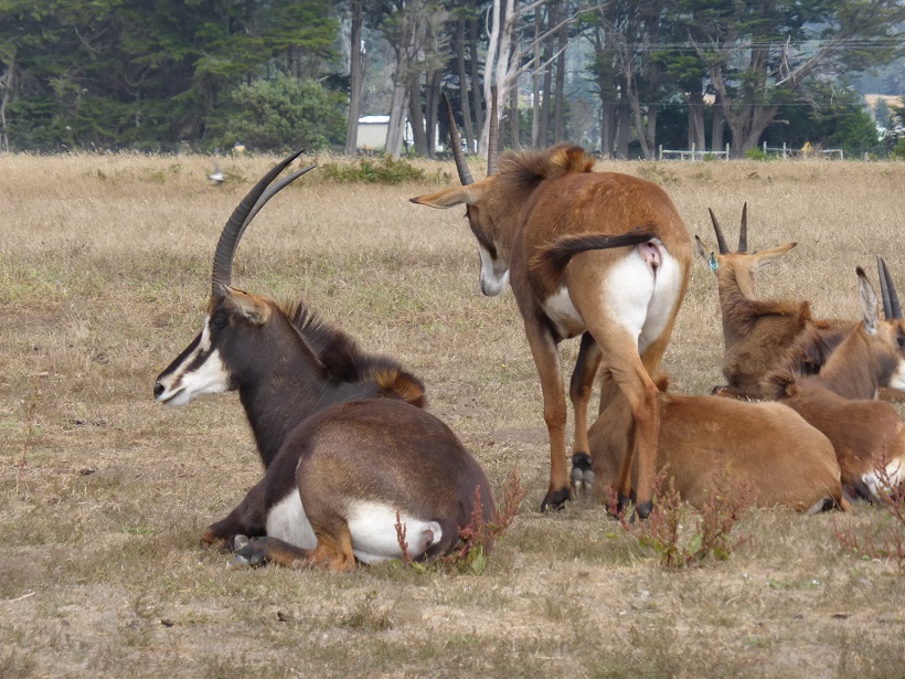 Point Arena & Mendocino County