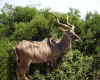 south_africa_2006_00a_home_page_photos_00_c.jpg (171435 bytes)