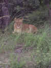 south_africa_2006_00a_home_page_photos_00_f.jpg (677965 bytes)