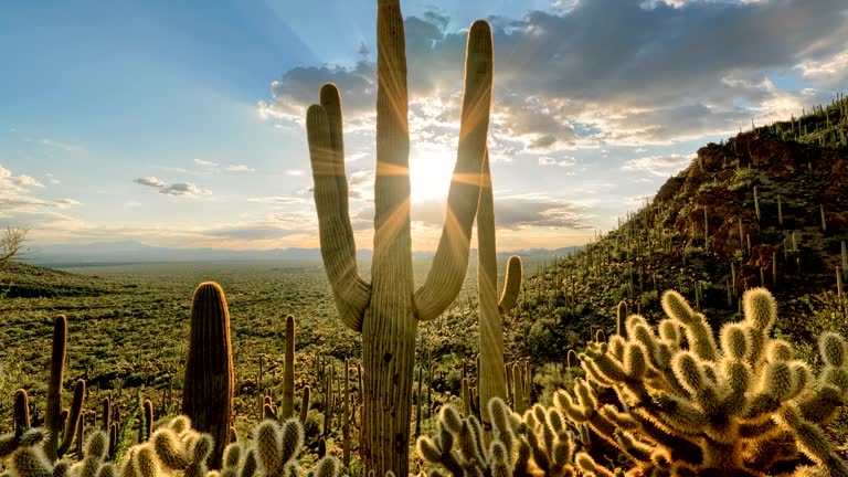 Arizona