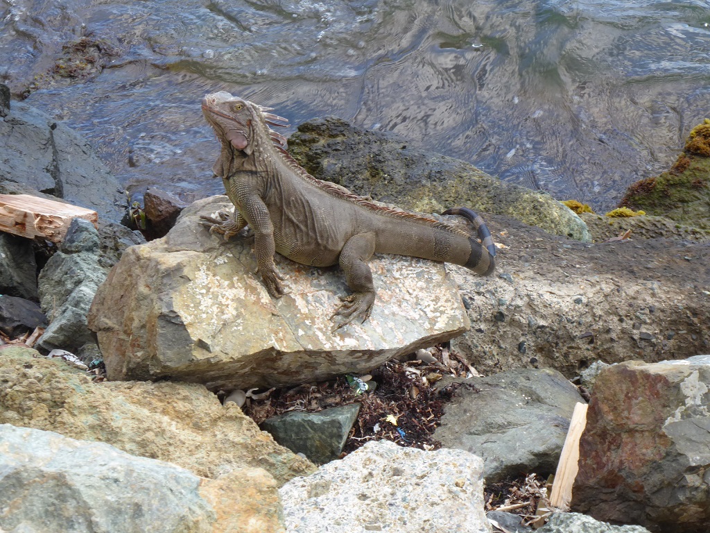 US Virgin Islands Island